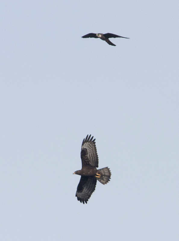 Aiuto per identificazione rapace in mobbing